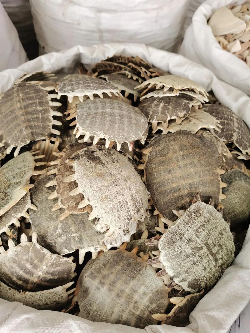 中药材市场新热点 鳖甲、甲鱼骨及正骨碎骨全国收购趋势分析