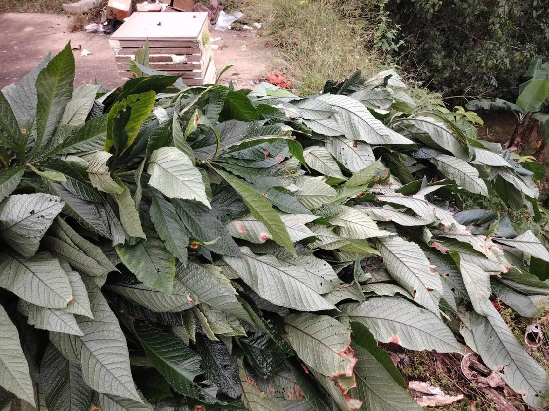 走马胎 中药材种植基地的致富新机遇，优质种苗助农增收