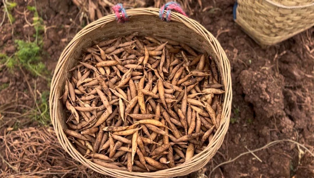 药材飘香产业兴 中医药成为乡村振兴的“金钥匙”