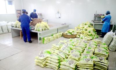 武山 中药材种植开出“脱贫良方”