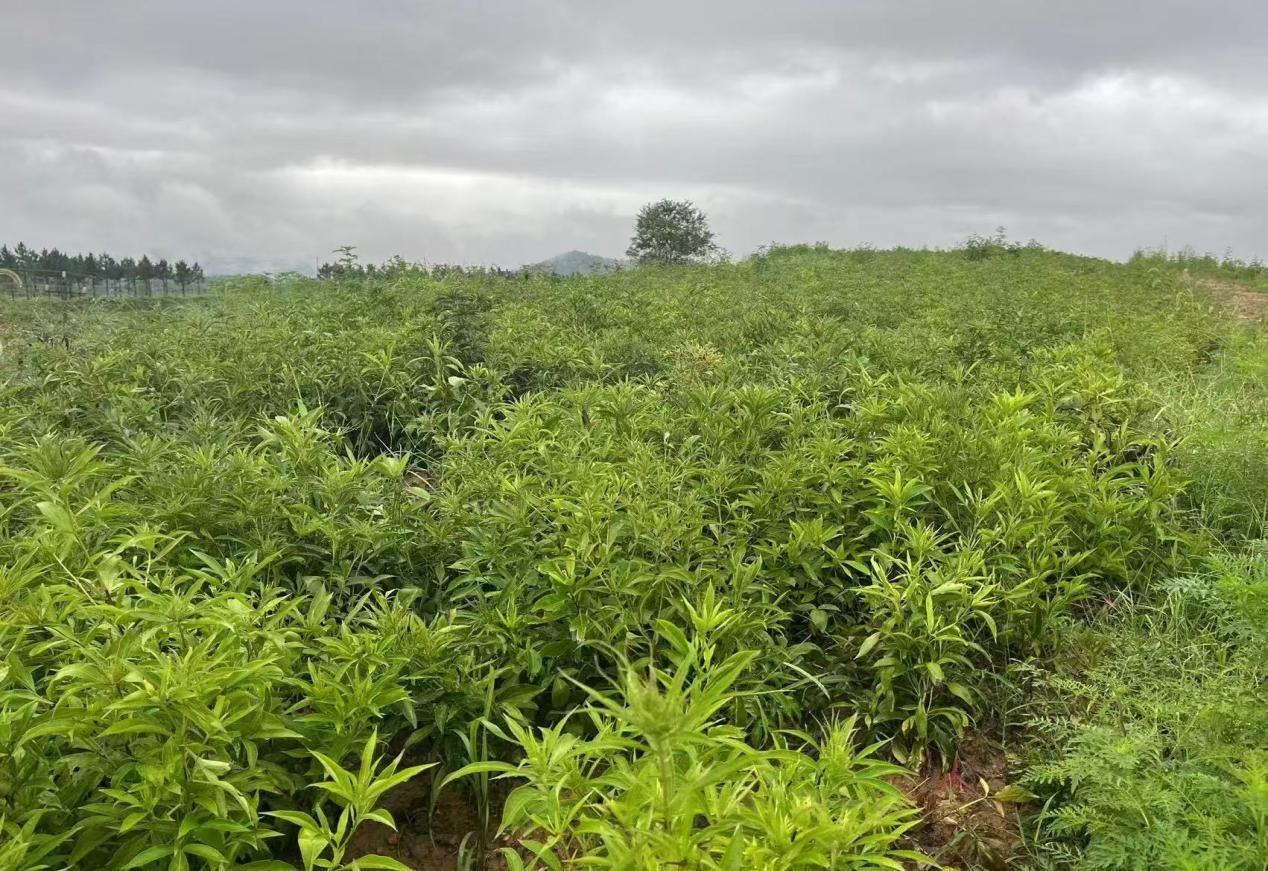 中草药知识入门 常见中草药的形态、功效与市场概述