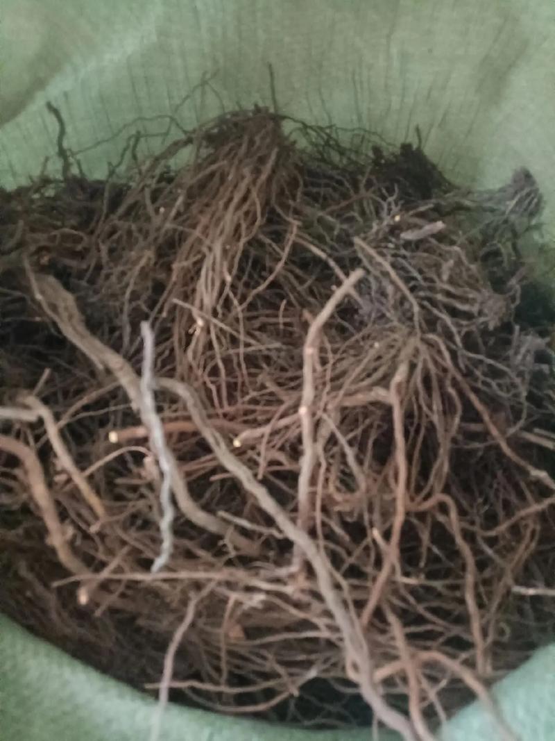 中草药收购热持续 百蕊草、地骨皮、茜草等药材市场需求旺盛