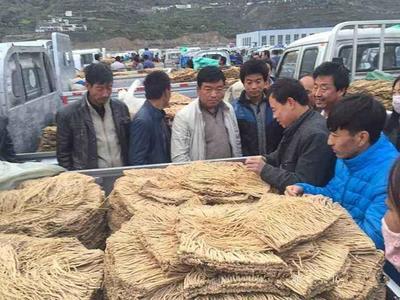 农民不种玉米改种这种中药材，每亩轻松过万元——中草药收购新机遇