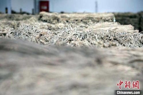 甘肃 千年药乡兴起订单收购新模式，道地药材助农增收谱新篇