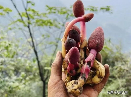 回春草 藏在土家深山里的蛇头仙草，为何一粒难求？