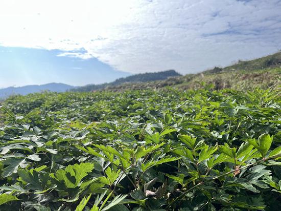 贵州务川都濡街道 种植中药材，致富有“良方”